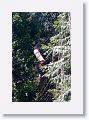 Felling a tree hazard.