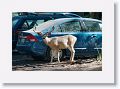 Mule Deer caught licking parked cars at trailhead.