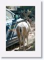 Mule Deer caught licking parked cars at trailhead.